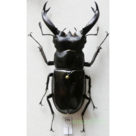 Hexarthrius buqueti Hope, 1843 +65mm Indonesia, Java Is19e